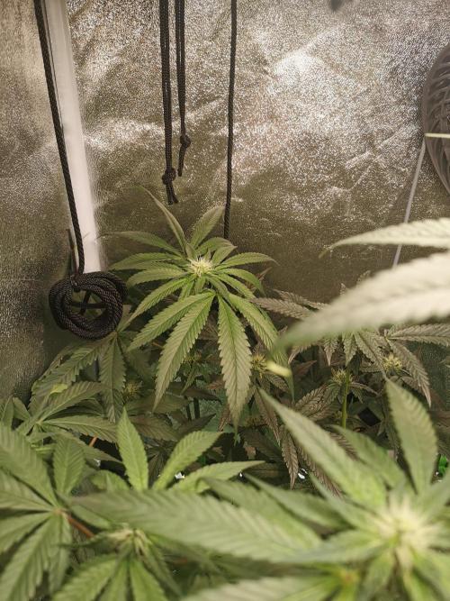 The White Sweet Candy OG / SSSC. Week 8