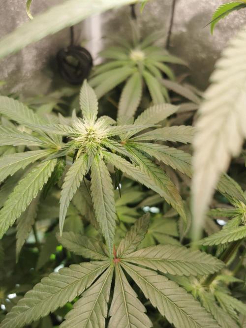The White Sweet Candy OG / SSSC. Week 8