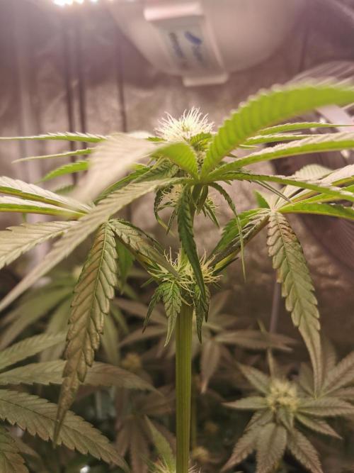 The White Sweet Candy OG / SSSC. Week 8