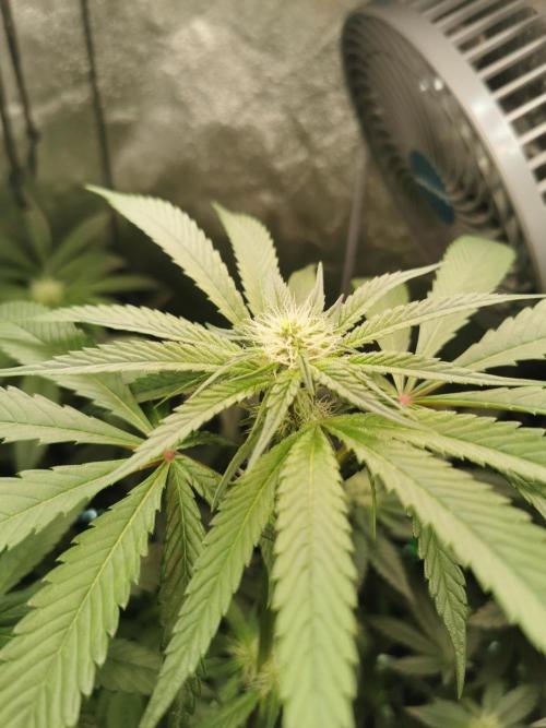 The White Sweet Candy OG / SSSC. Week 8