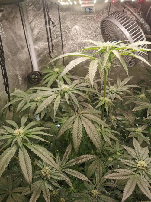 The White Sweet Candy OG / SSSC. Week 8