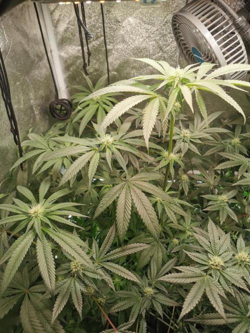 The White Sweet Candy OG / SSSC. Week 8