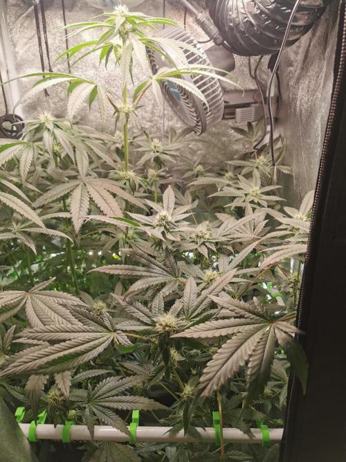 Zkittlez/The Original Z (TerpHogz Cut). Week 9
