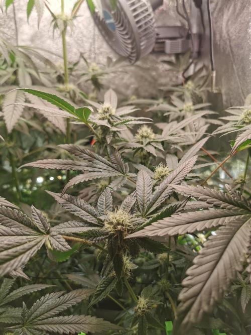 Zkittlez/The Original Z (TerpHogz Cut). Week 9
