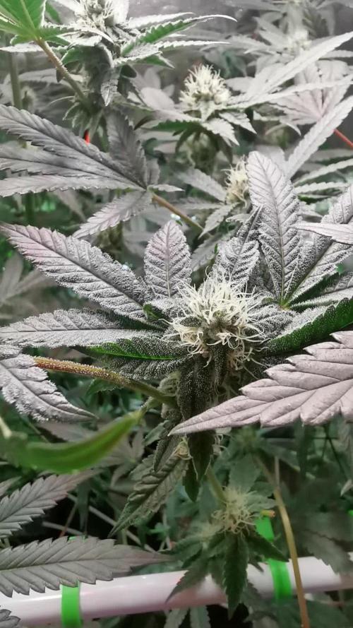 Zkittlez/The Original Z (TerpHogz Cut)