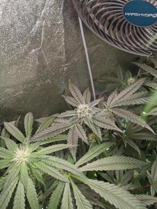 Zkittlez/The Original Z (TerpHogz Cut). Week 9