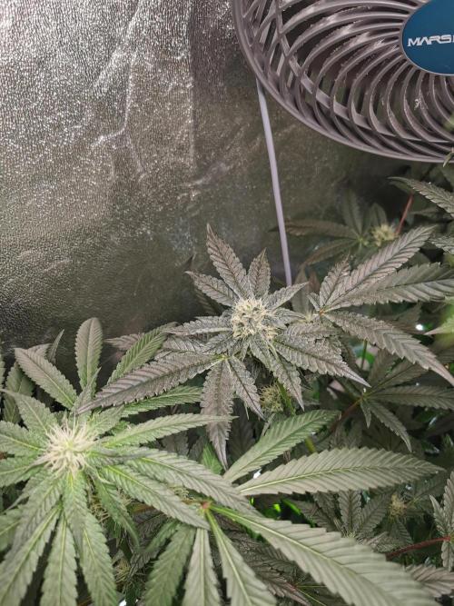 Zkittlez/The Original Z (TerpHogz Cut). Week 9