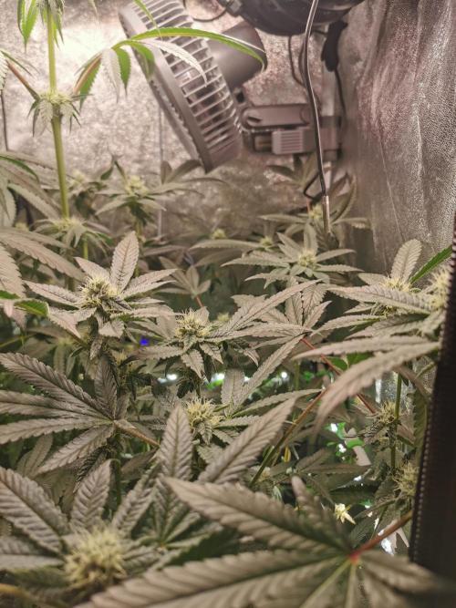 Zkittlez/The Original Z (TerpHogz Cut). Week 9