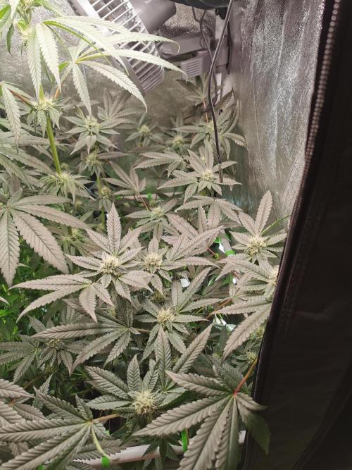Zkittlez/The Original Z (TerpHogz Cut). Week 9