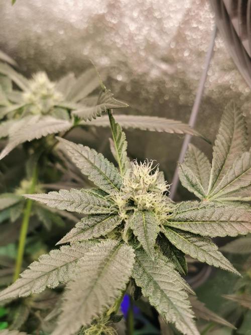 Zkittlez/The Original Z (TerpHogz Cut). Week 9