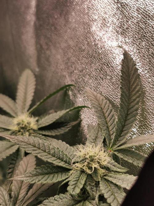Zkittlez/The Original Z (TerpHogz Cut). Week 9