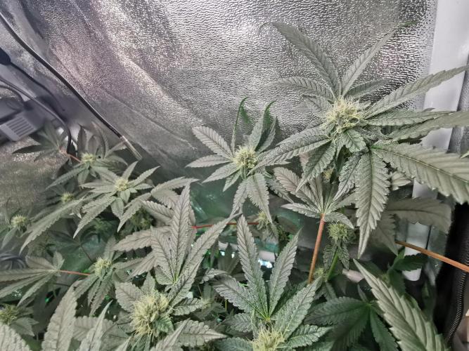 Zkittlez/The Original Z (TerpHogz Cut). Week 9