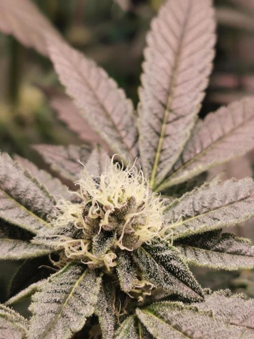 Zkittlez/The Original Z (TerpHogz Cut). Week 9