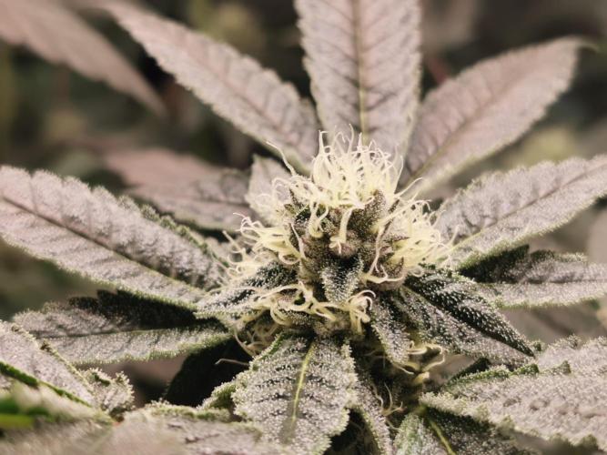 Zkittlez/The Original Z (TerpHogz Cut). Week 9