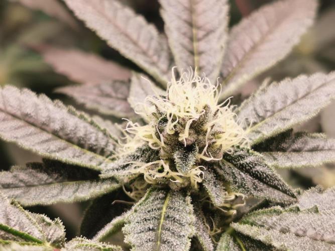 Zkittlez/The Original Z (TerpHogz Cut). Week 9