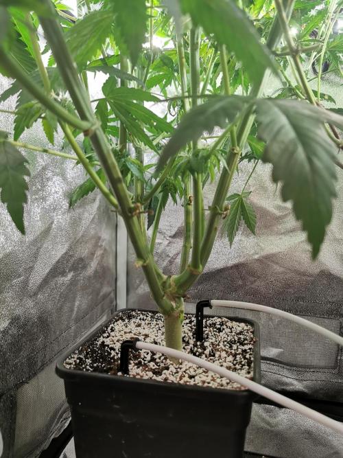 The White Sweet Candy OG / SSSC. Week 9