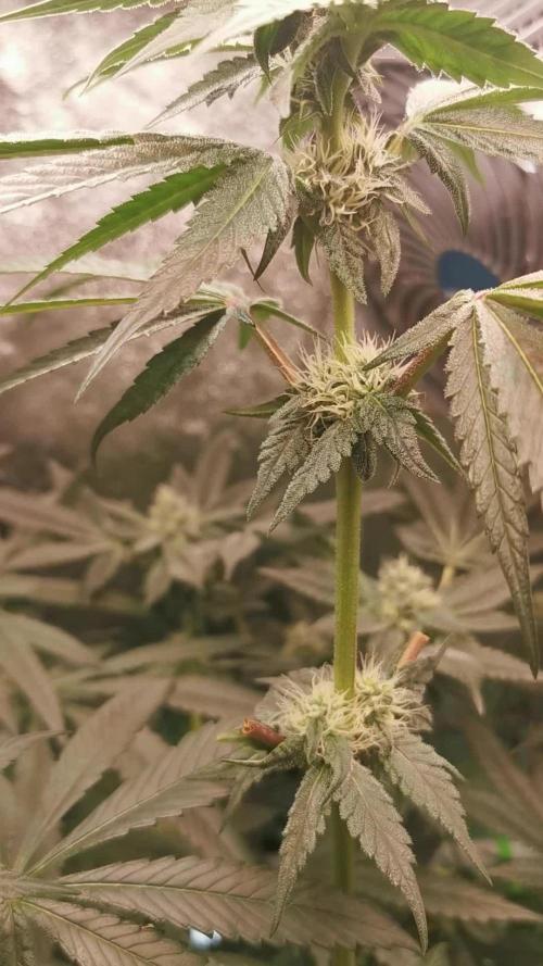 The White Sweet Candy OG / SSSC