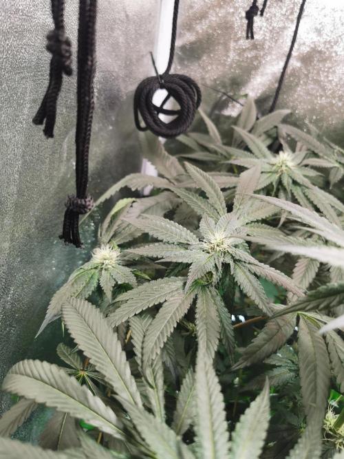 The White Sweet Candy OG / SSSC. Week 9
