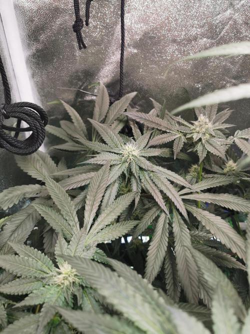 The White Sweet Candy OG / SSSC. Week 9