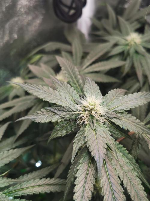 The White Sweet Candy OG / SSSC. Week 9