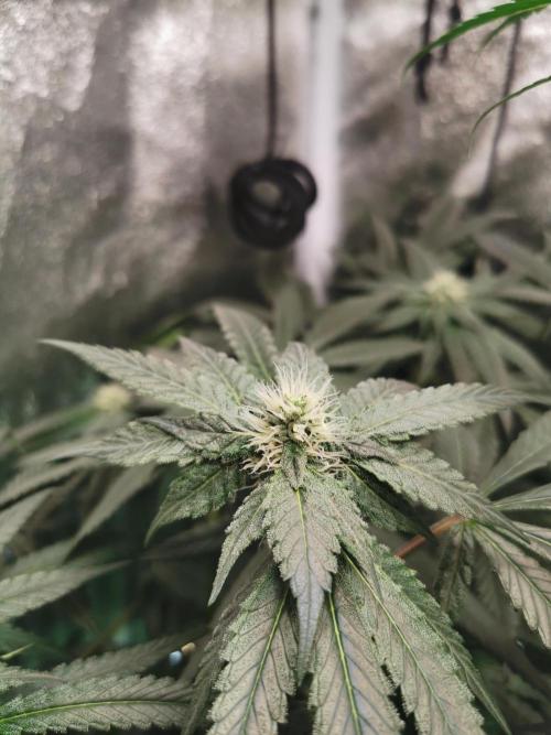 The White Sweet Candy OG / SSSC. Week 9