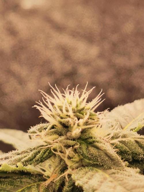 The White Sweet Candy OG / SSSC. Week 9