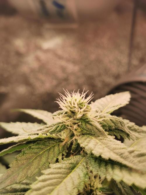 The White Sweet Candy OG / SSSC. Week 9