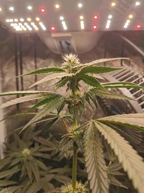The White Sweet Candy OG / SSSC. Week 9