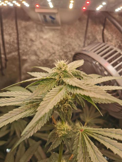 The White Sweet Candy OG / SSSC. Week 9