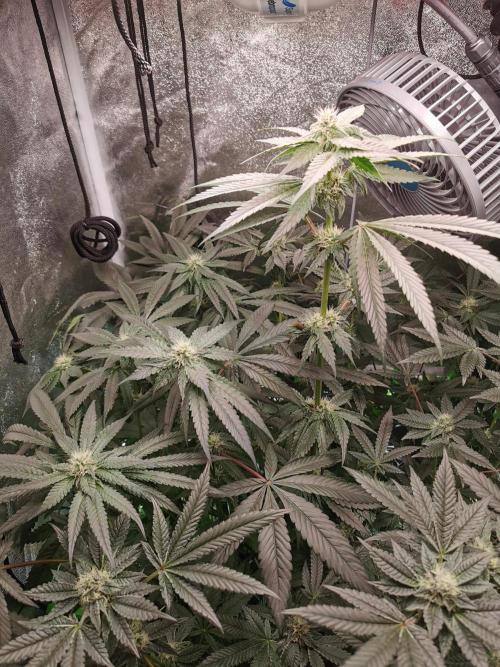 The White Sweet Candy OG / SSSC. Week 9