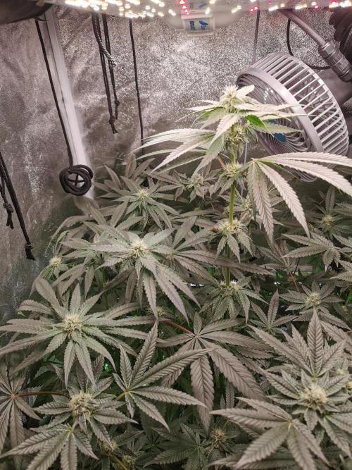 The White Sweet Candy OG / SSSC. Week 9
