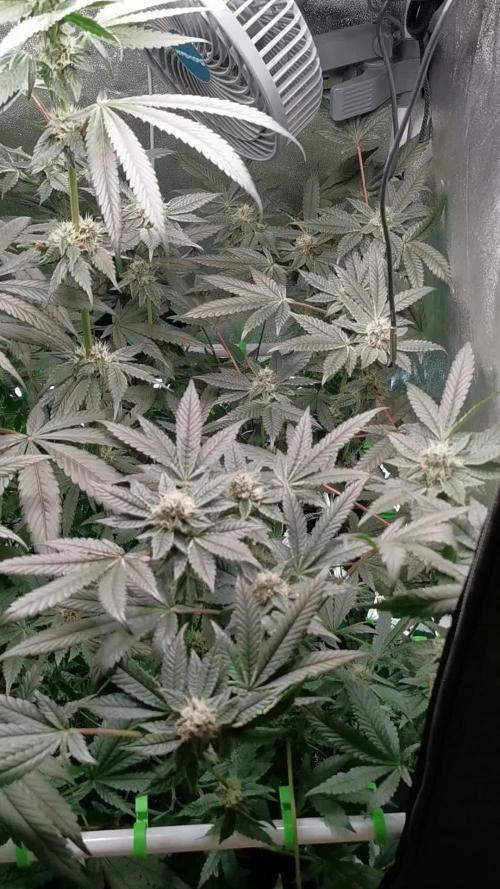 Zkittlez/The Original Z (TerpHogz Cut)