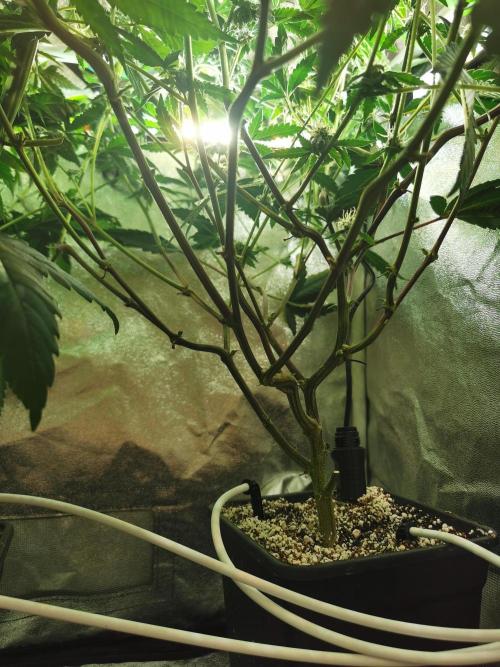 Zkittlez/The Original Z (TerpHogz Cut). Week 10