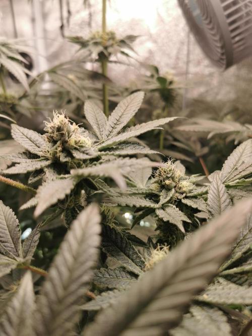 Zkittlez/The Original Z (TerpHogz Cut). Week 10