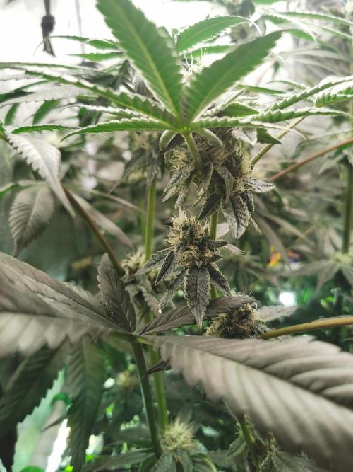 Zkittlez/The Original Z (TerpHogz Cut). Week 10