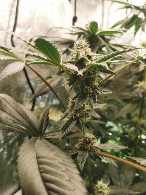 Zkittlez/The Original Z (TerpHogz Cut). Week 10