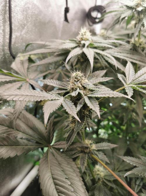 Zkittlez/The Original Z (TerpHogz Cut). Week 10