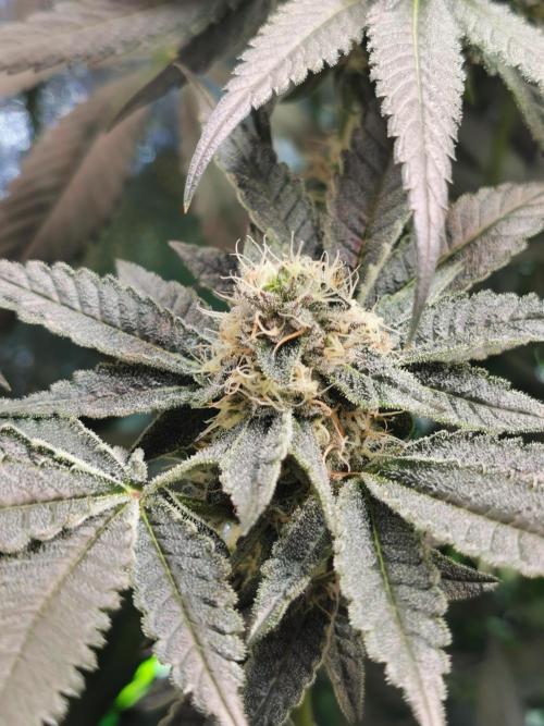 Zkittlez/The Original Z (TerpHogz Cut). Week 10