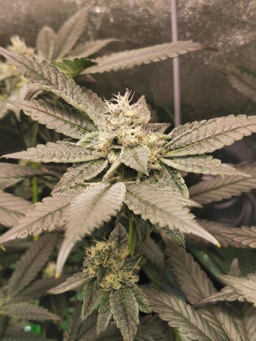 Zkittlez/The Original Z (TerpHogz Cut). Week 10