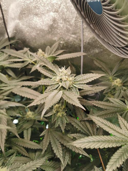 Zkittlez/The Original Z (TerpHogz Cut). Week 10