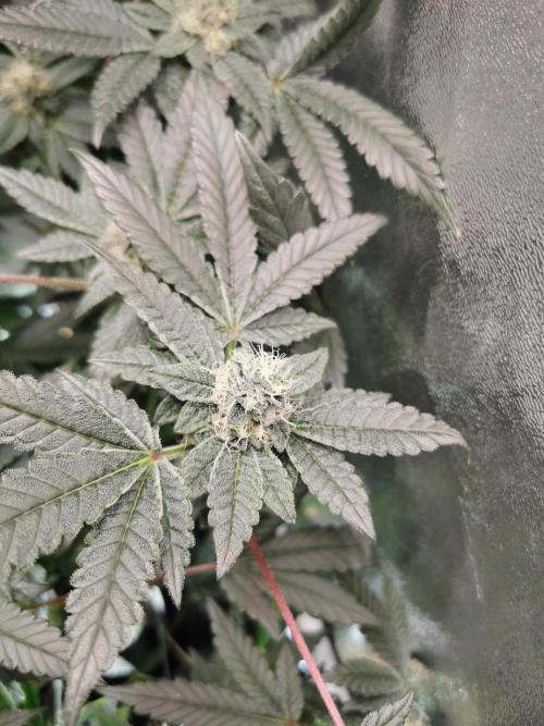 Zkittlez/The Original Z (TerpHogz Cut). Week 10