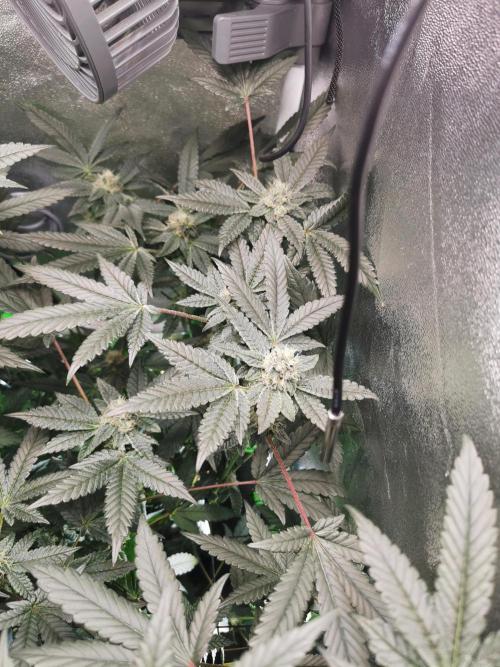 Zkittlez/The Original Z (TerpHogz Cut). Week 10