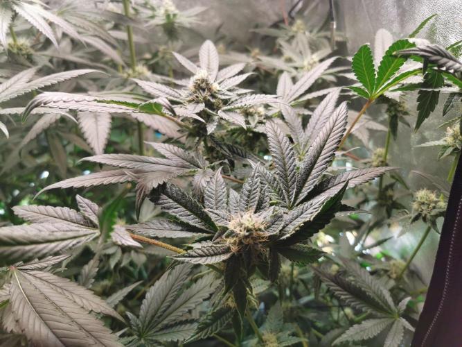 Zkittlez/The Original Z (TerpHogz Cut). Week 10