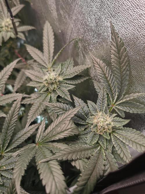 Zkittlez/The Original Z (TerpHogz Cut). Week 10