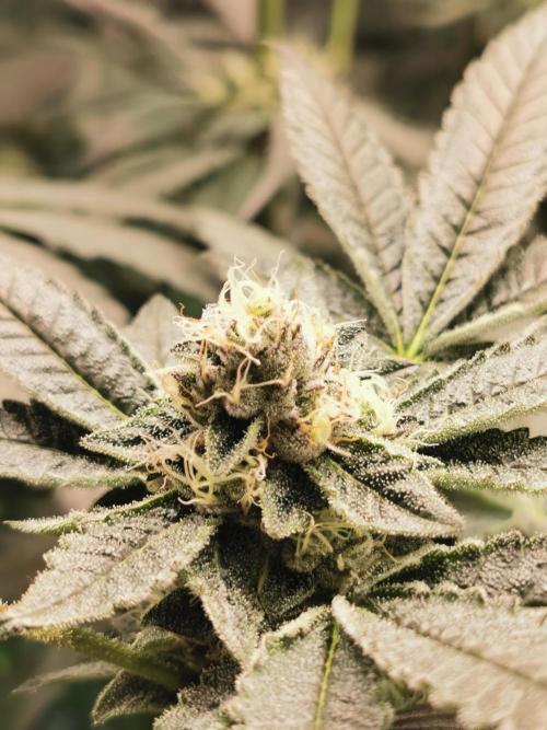 Zkittlez/The Original Z (TerpHogz Cut). Week 10