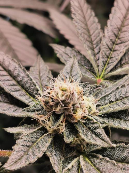 Zkittlez/The Original Z (TerpHogz Cut). Week 10