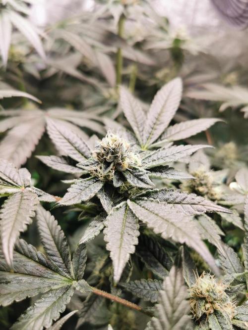 Zkittlez. Week 10