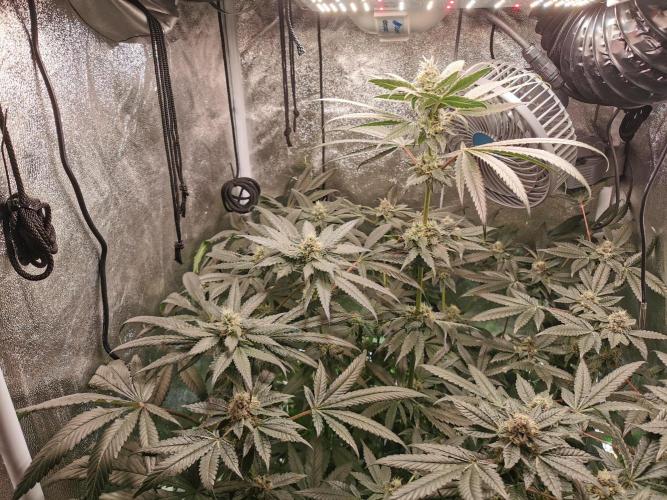 The White Sweet Candy OG / SSSC. Week 10