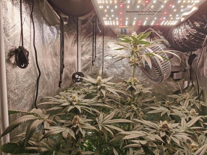 The White Sweet Candy OG / SSSC. Week 10
