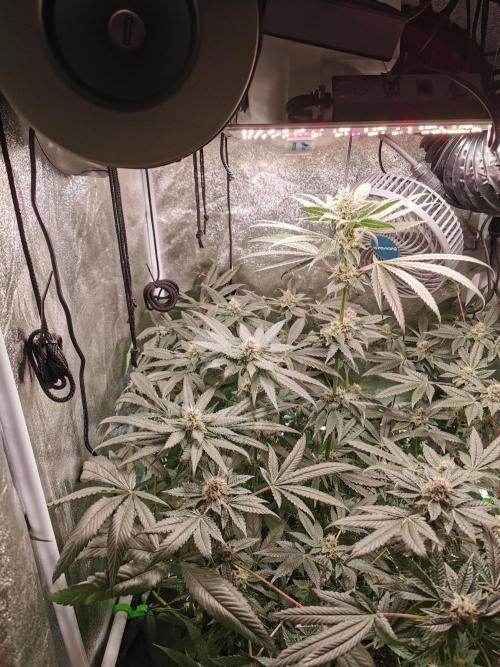 The White Sweet Candy OG / SSSC. Week 10